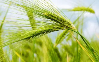 Киевская 80 / Київське 80