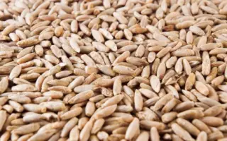 Кормовая 51 / Кормове 51