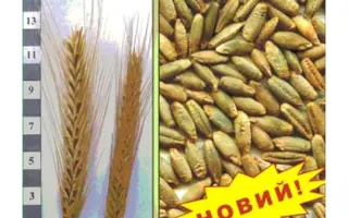 Первісток F1