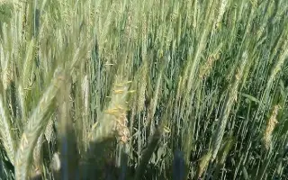 Picasso / Пікассо