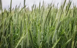 Полікросне