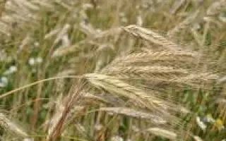 Слобожанець F1