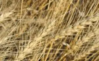 Харківське 95