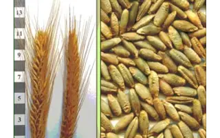 Харківське 98