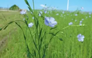 KAOLIN / КАОЛІН