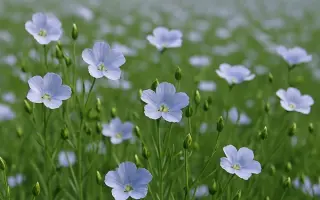 Український ранній