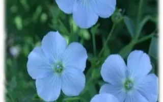 Запорізький богатир