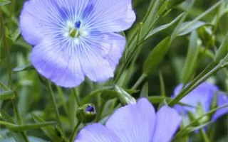 Lirina / Лірина