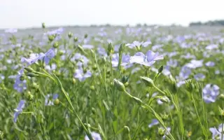 Південна ніч