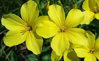 Золотистий