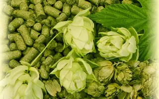 Northern Brewer Bel / Норден Бревер Бел