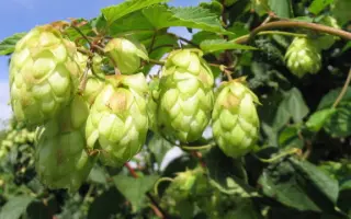 Житомирський 75