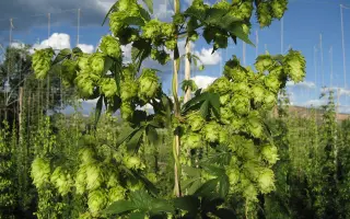 Сильный / Сильний