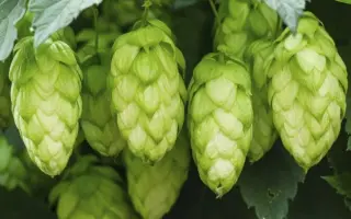 Хмелеслав