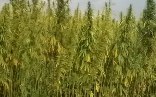 Глухівські 51