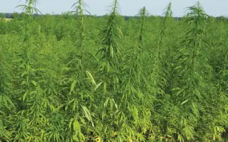 Глухівські 85