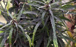 ЮСО о/д 31 / ЮСО 31