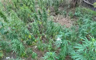 Глуховские 33 / Глухівські 33