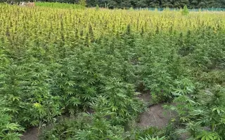 Золотоношские 15 / Золотоніські 15