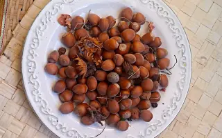 Акорн