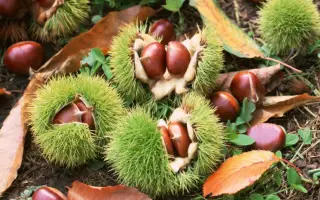 ГОДИЛІВСЬКИЙ