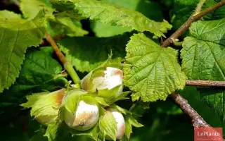 Дар Павленко / Дар Павленка