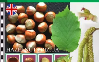 Cosford / Косфорд