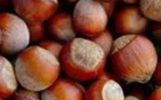 Лозовской шаровидный / Лозівський шаровидний