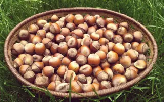 Пирожок / Пірожок