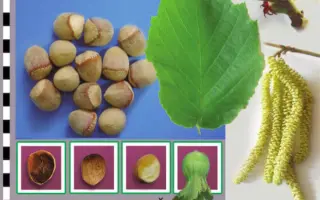 Серебристый / Серебристий