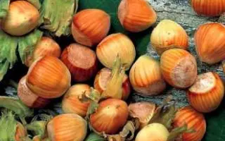 Tonda di Giffoni / Тонда ді Джіффоні