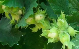 Корончатый / Корончатий