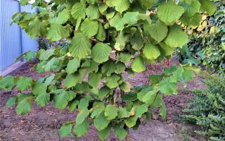 Wepster / Вепстер