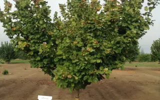 Jefferson / Джефферсон