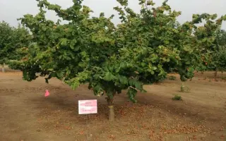 Dorris / Дорріс