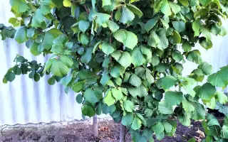 McDonald / Макдональд