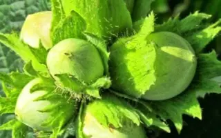 Mortarella / Мортарелла