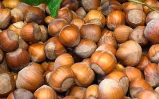 TONDA GENTILE / ТОНДА ДЖЕНТІЛЕ