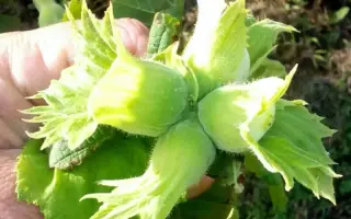 TONDA GENTILE / ТОНДА ДЖЕНТІЛЕ