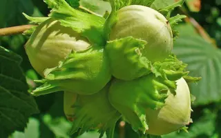 TONDA FRANCESCANA / ТОНДА ФРАНЦЕСКАНА