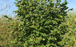 Felix / Фелікс