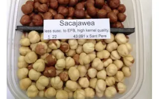 Sacajawea / Cакаджавея