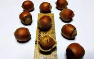 Yamhill / Ямхілл