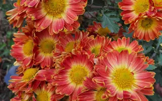 Багряна осінь