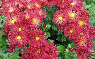 Вересневий Бісер