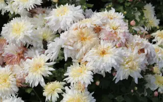 Віденський Бал