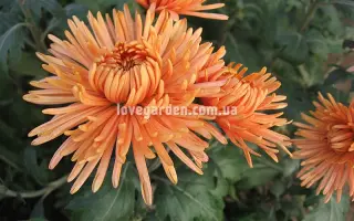 Загадка Осені