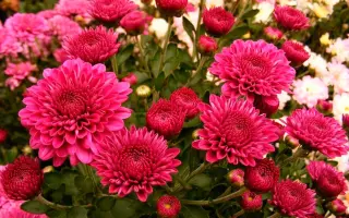 ЗАСНІЖЕНА ФЕОФАНІЯ