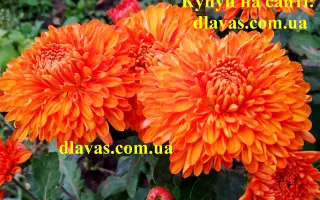 Золотий Дукат