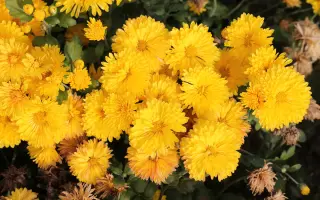 Золотоволоска